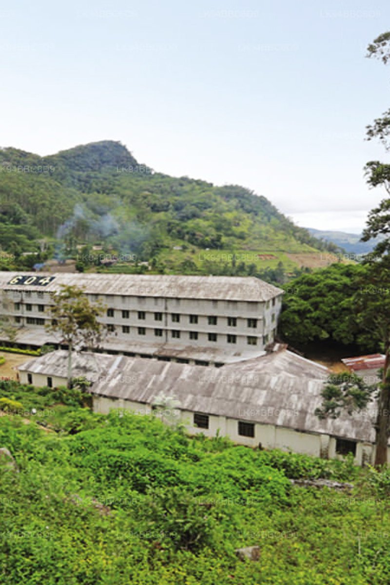 Loolecondera Tea Estate